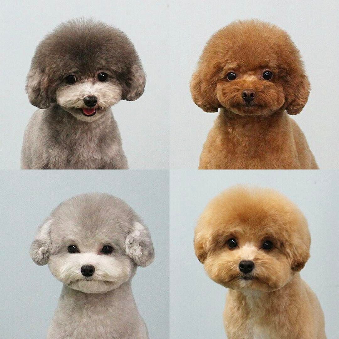 Стрижка пуделя Бишон