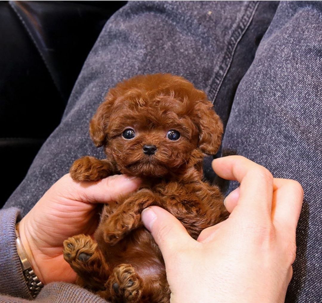 Той-пудель мини ред Браун