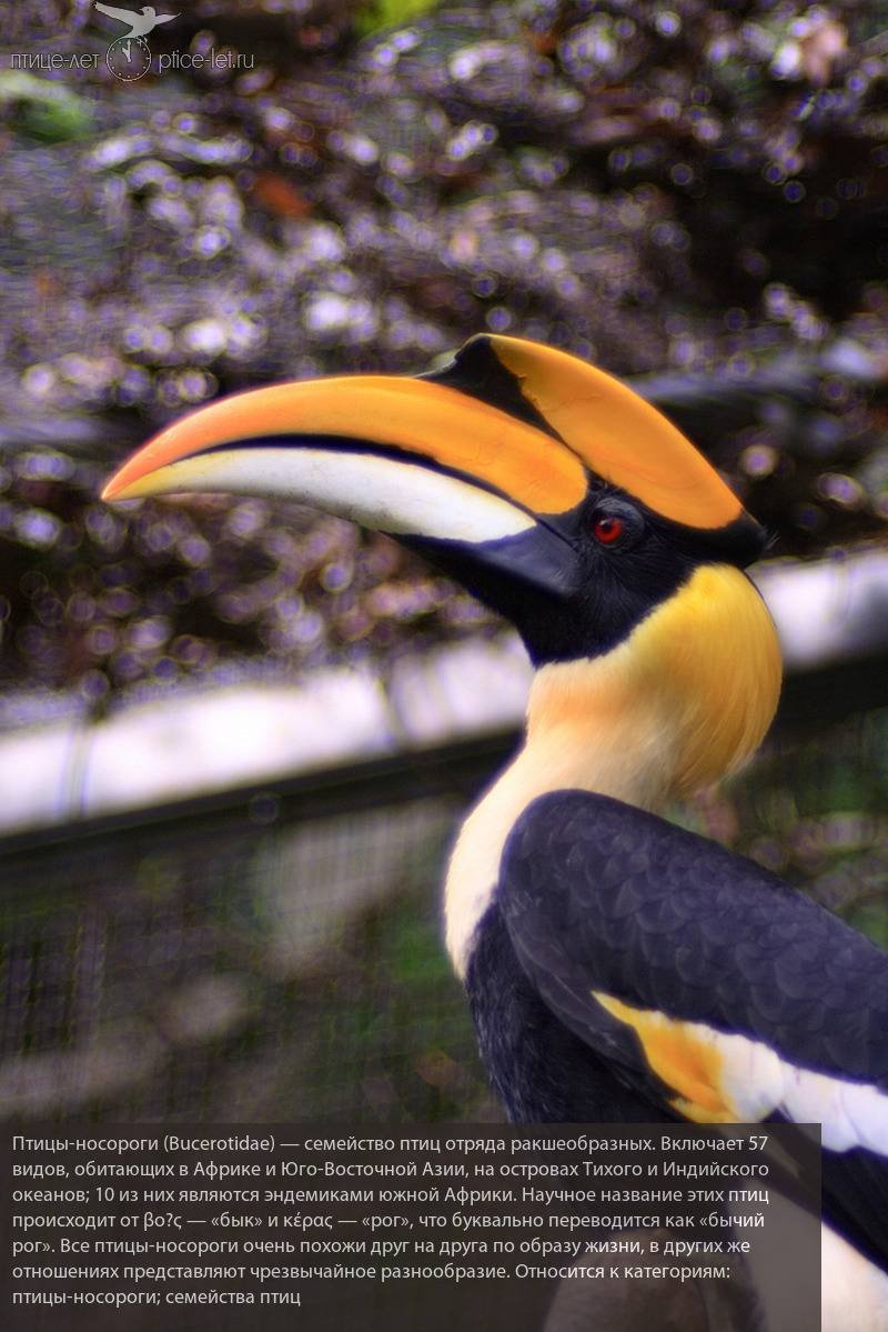 Птица-носорог калао