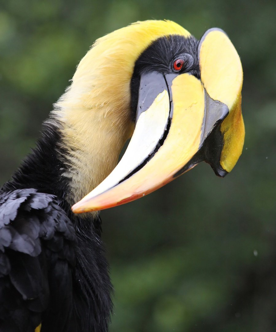 Двурогий калоед