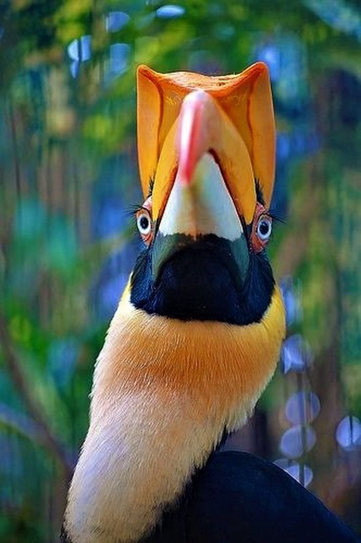 Голубой калао