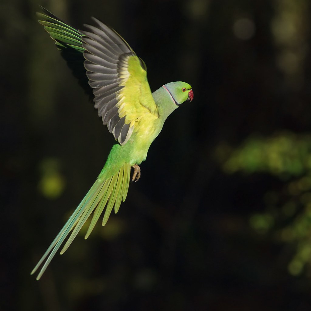 Ожереловый попугай летит
