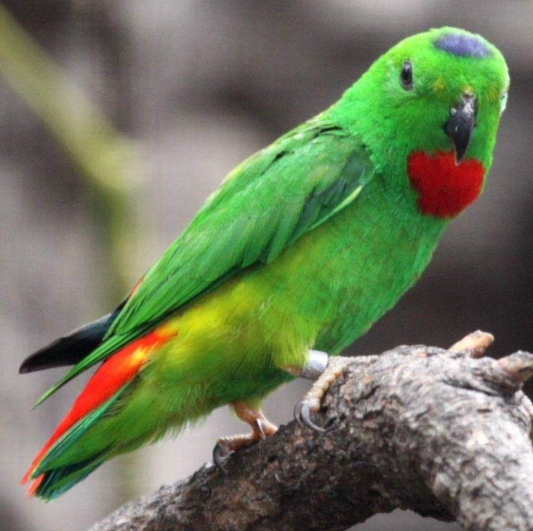 Ожереловый попугай с красным хвостом