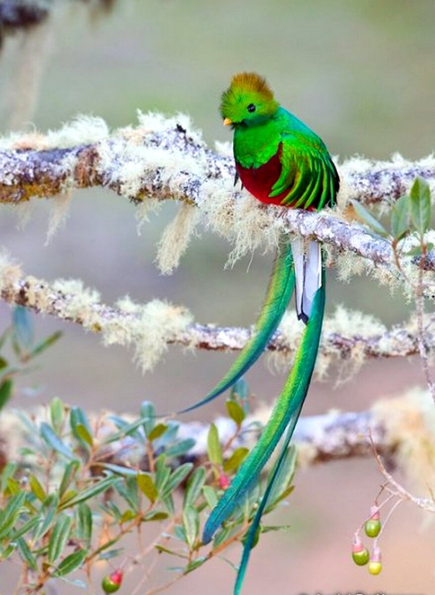 Квезаль жако