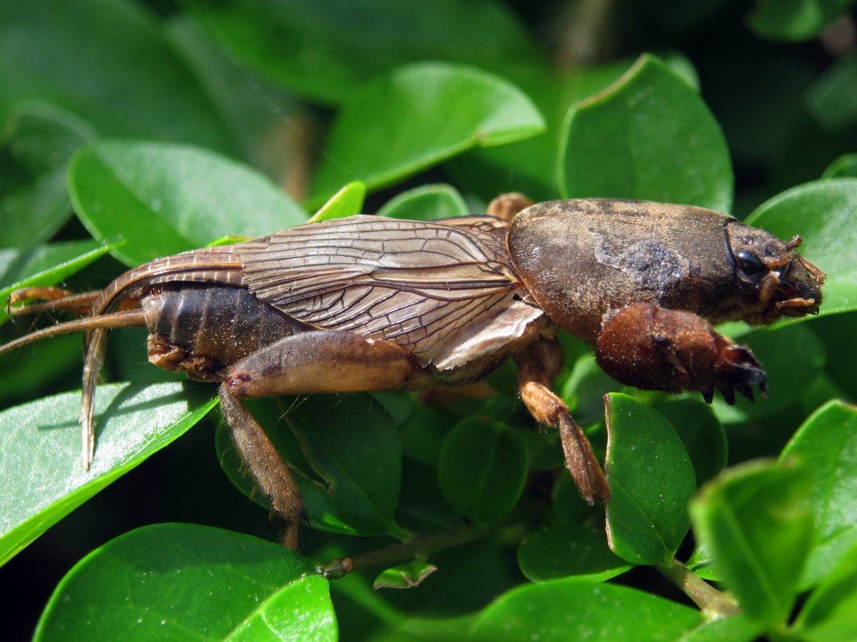 Жук медведка