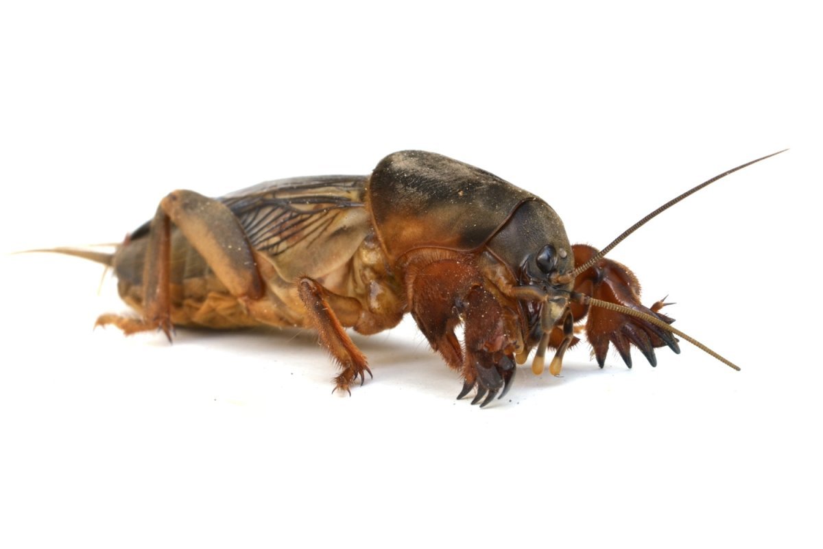 Медведка на прозрачном фоне