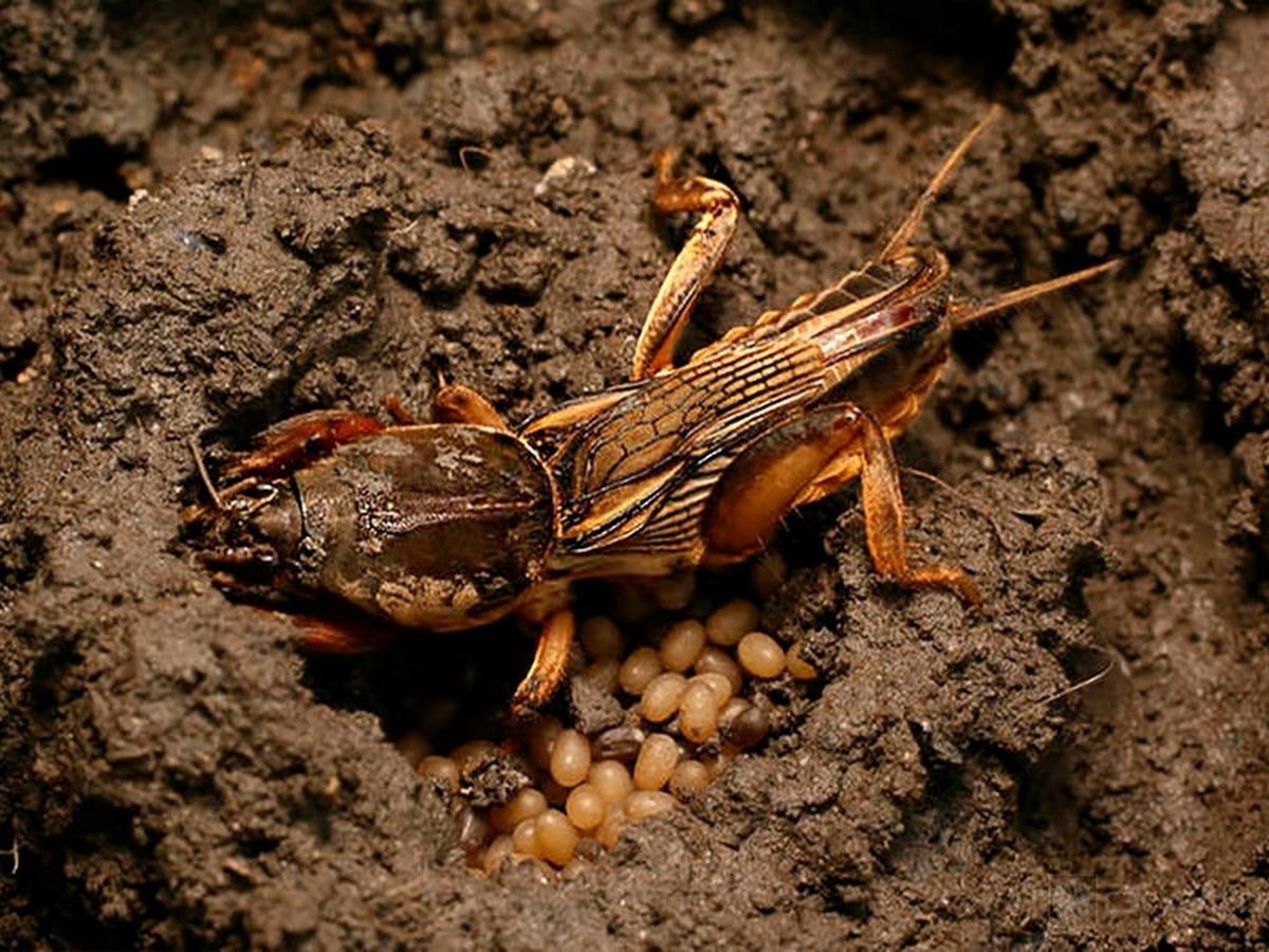 Обыкновенная медведка обыкновенная медведка