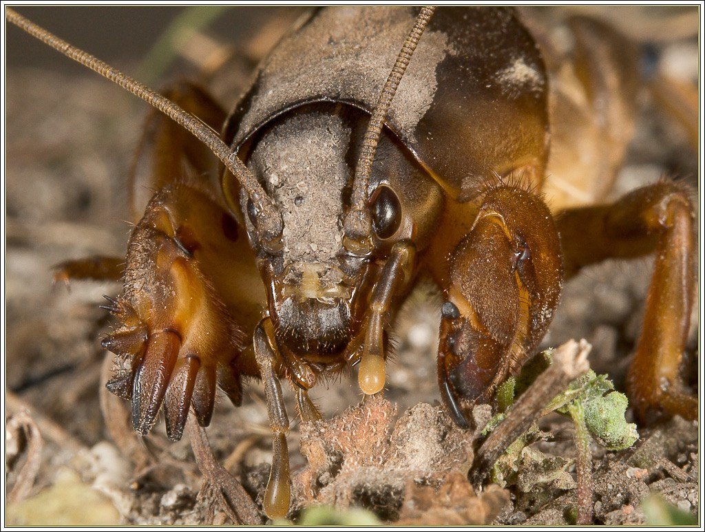 Жук медведка