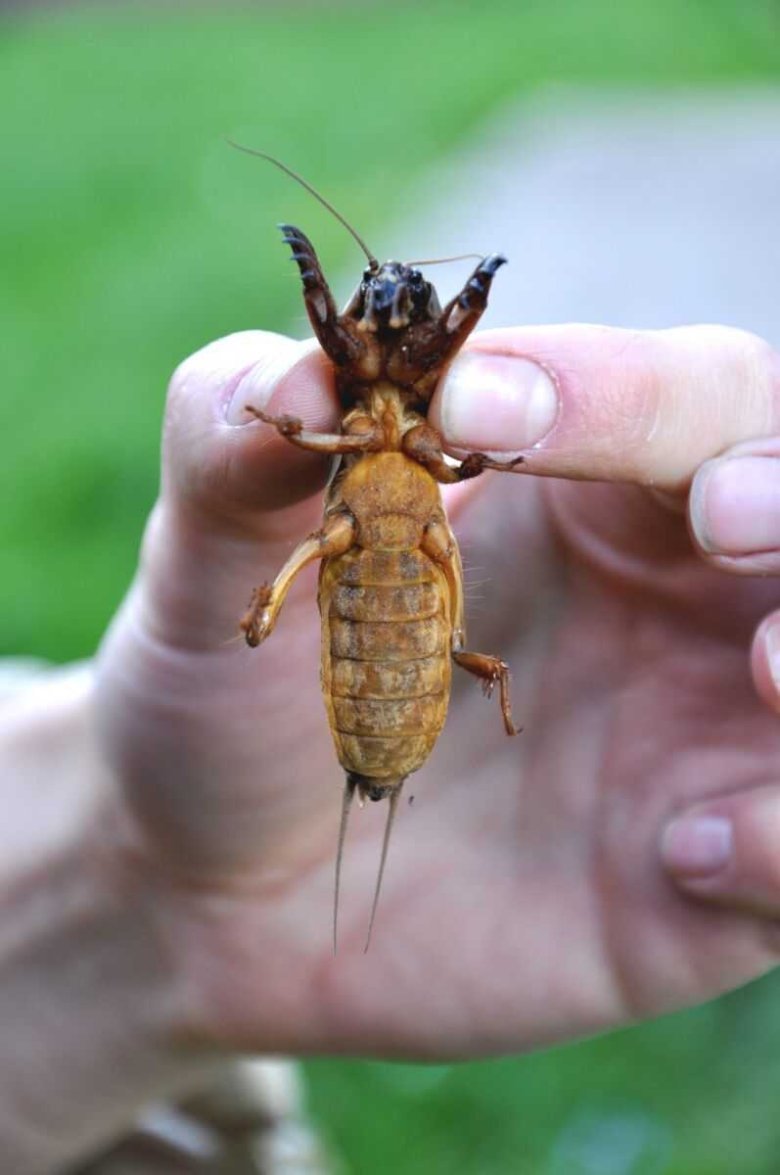 Жук медведка