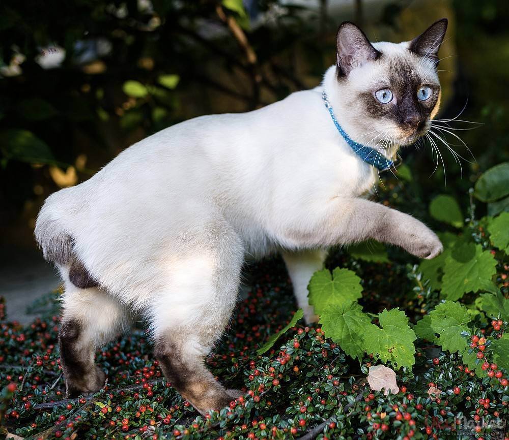 Меконгский бобтейл