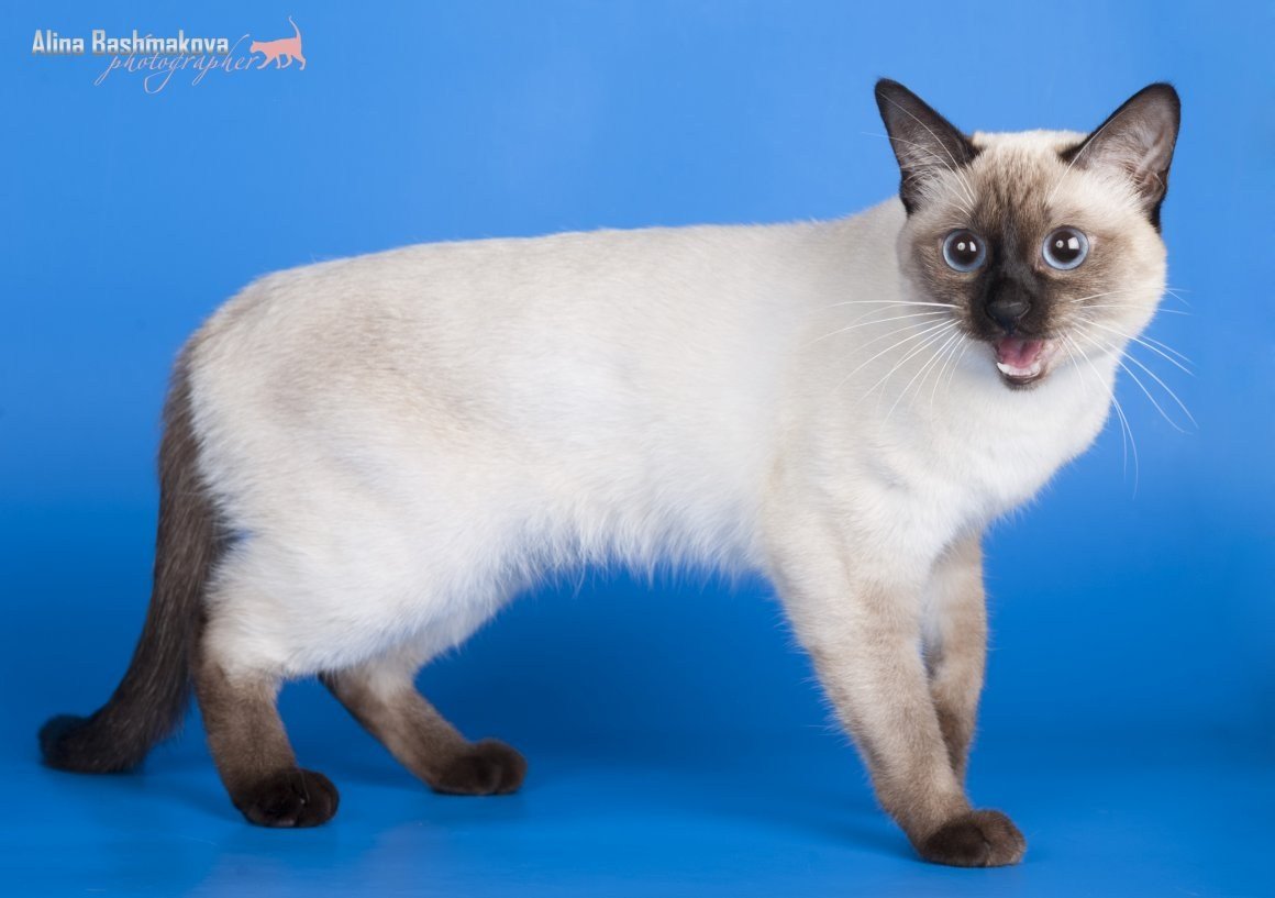 Тайская кошка торти Пойнт