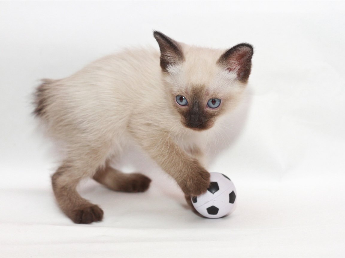 Меконгский (тайский) бобтейл