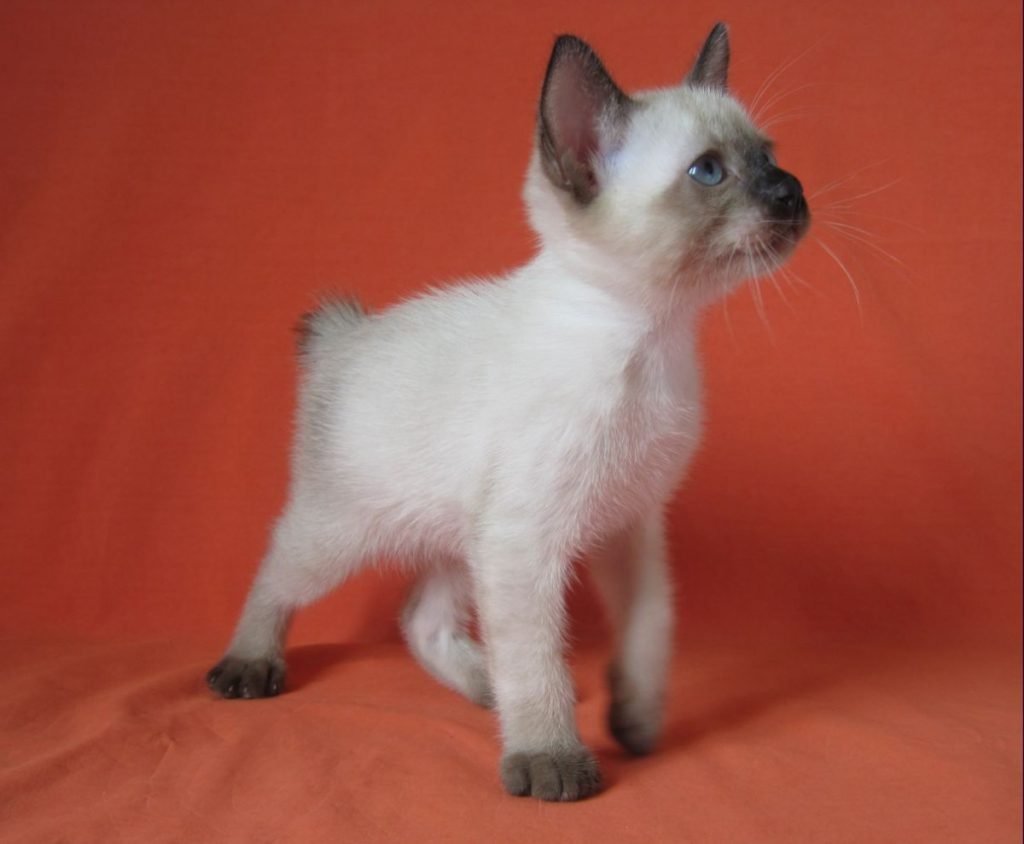 Тайский бобтейл котенок