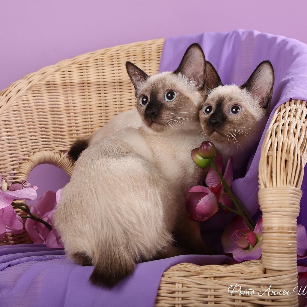 Меконгский бобтейл кот