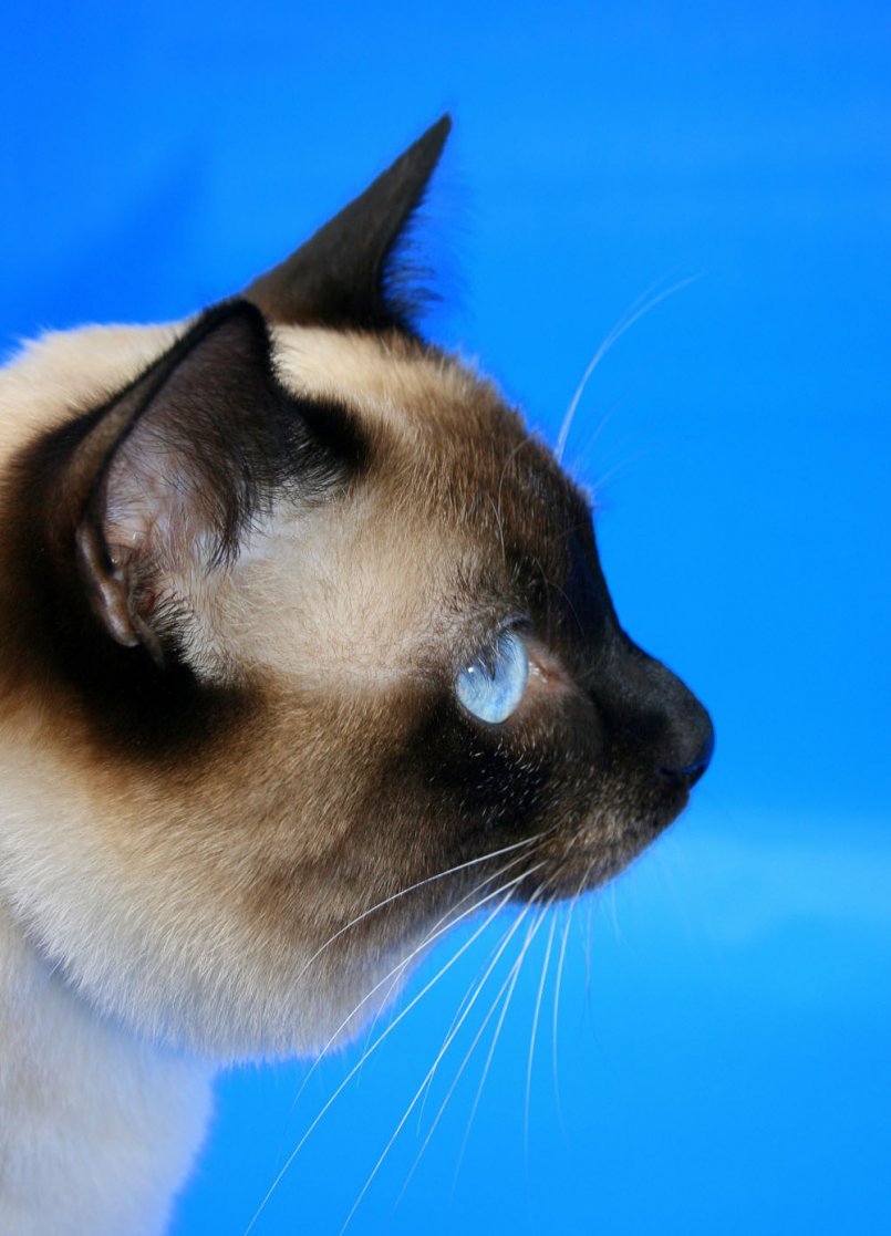 Меконгский бобтейл кот