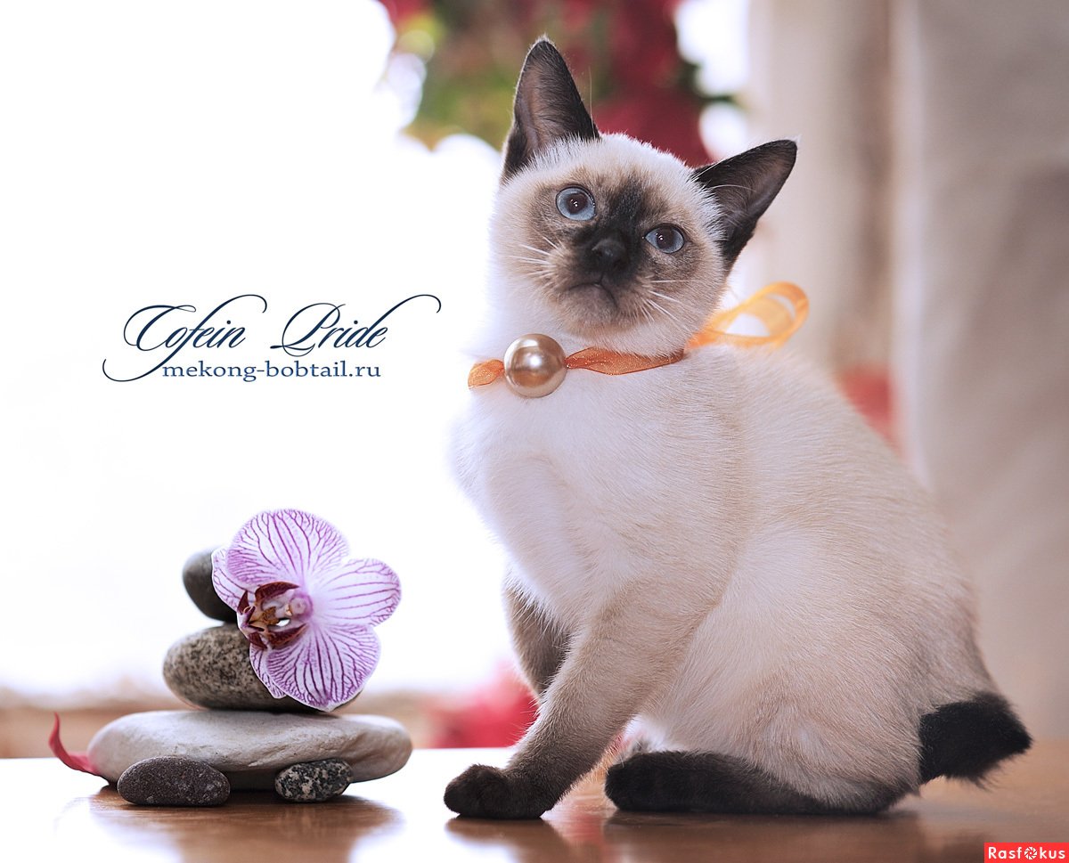 Меконгский бобтейл рыжий