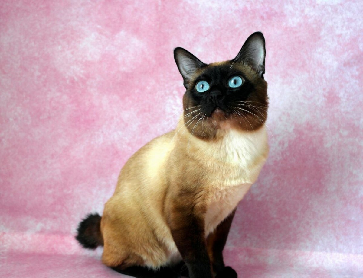 Бобтейл кот сиамский