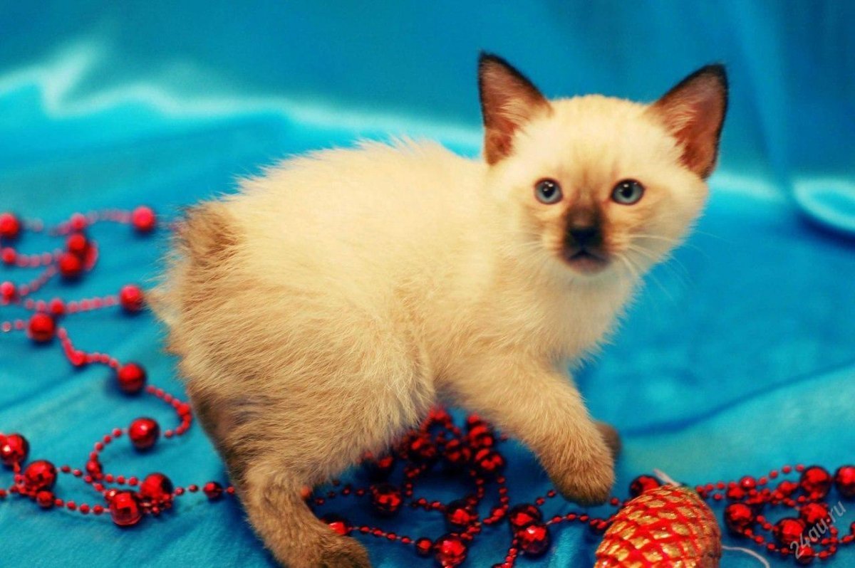 Меконгский (тайский) бобтейл