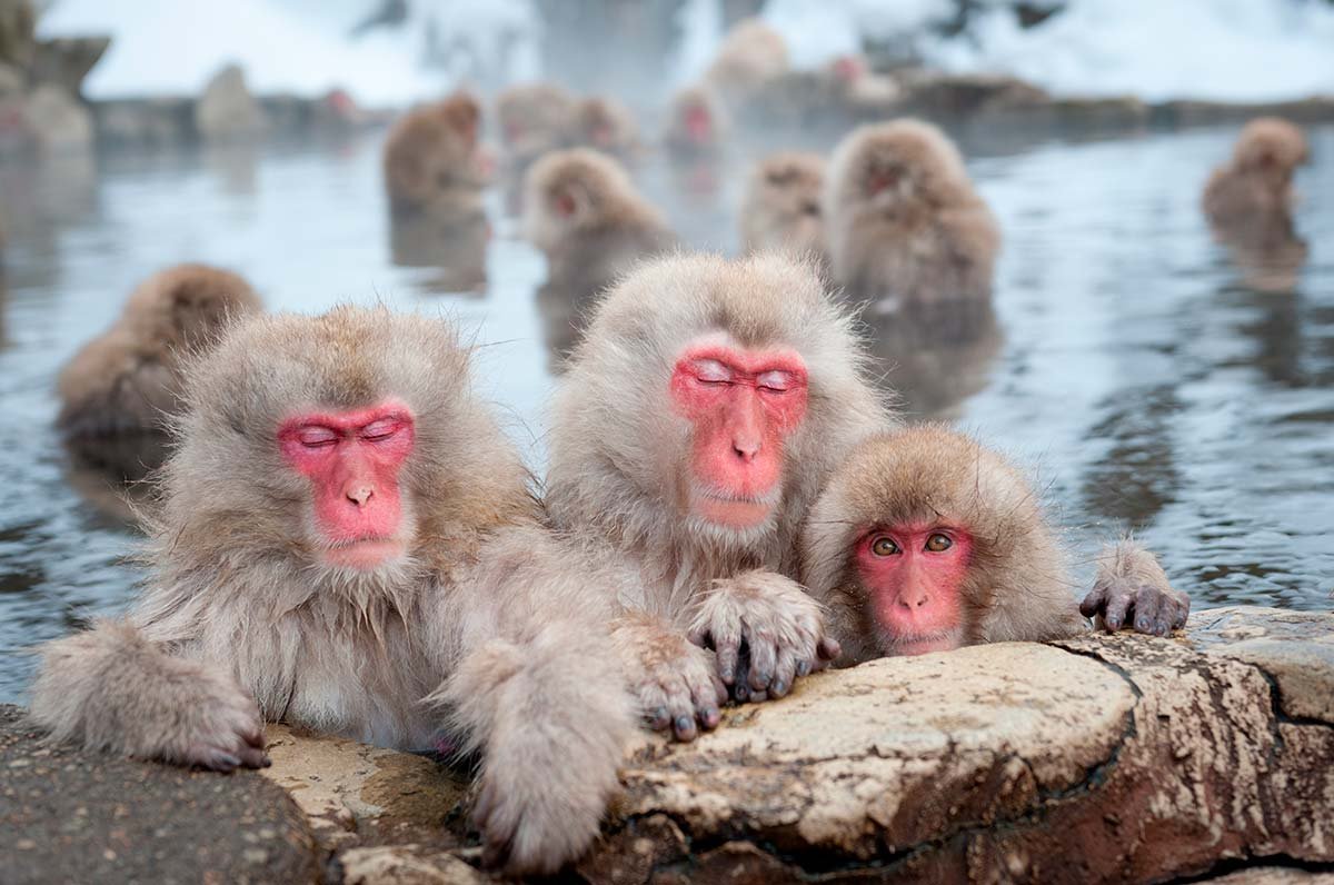 Парк обезьян Джигокудани парк