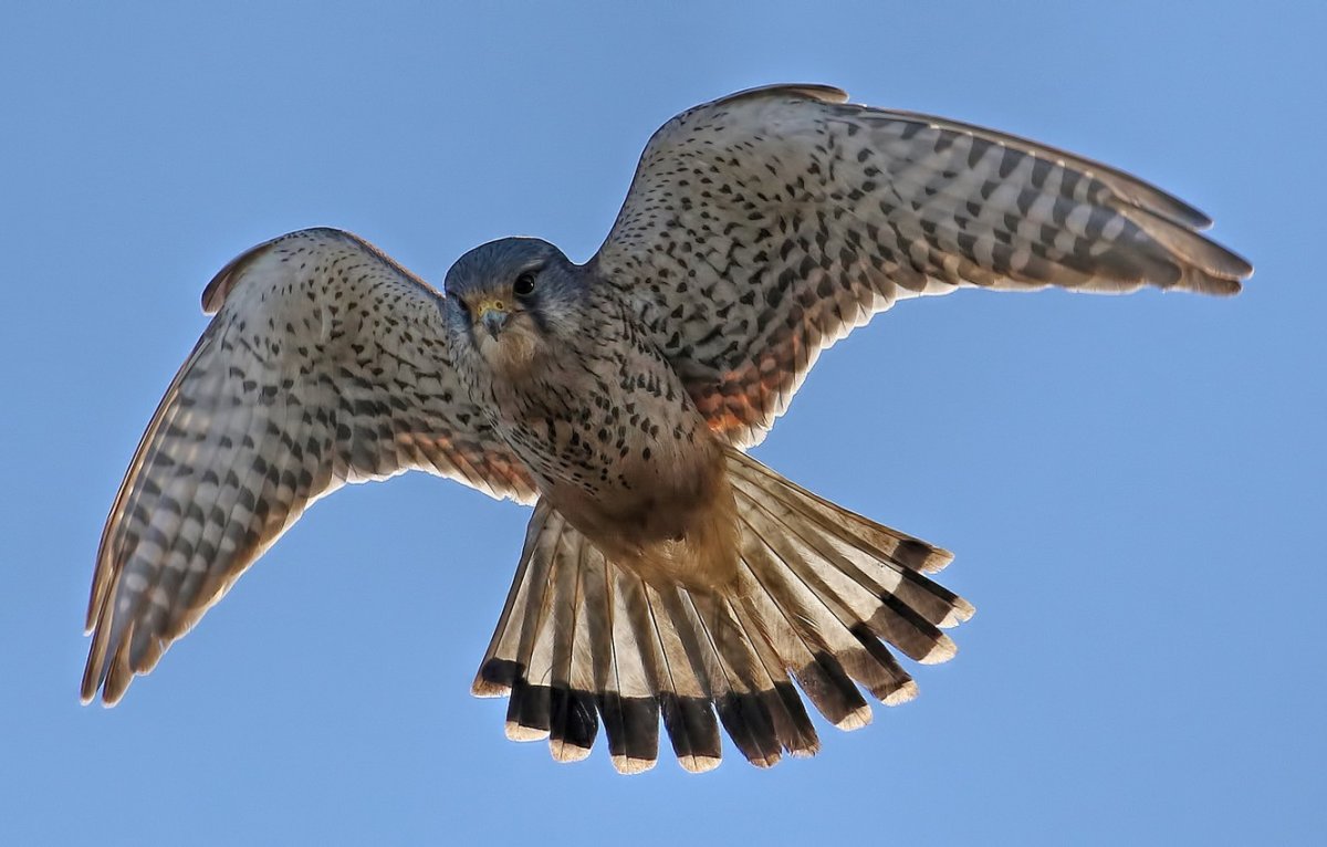 Хищные птицы Израиля