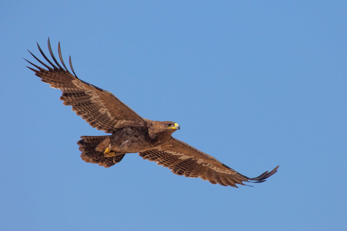 Орёл Беркут и Степной Орëл