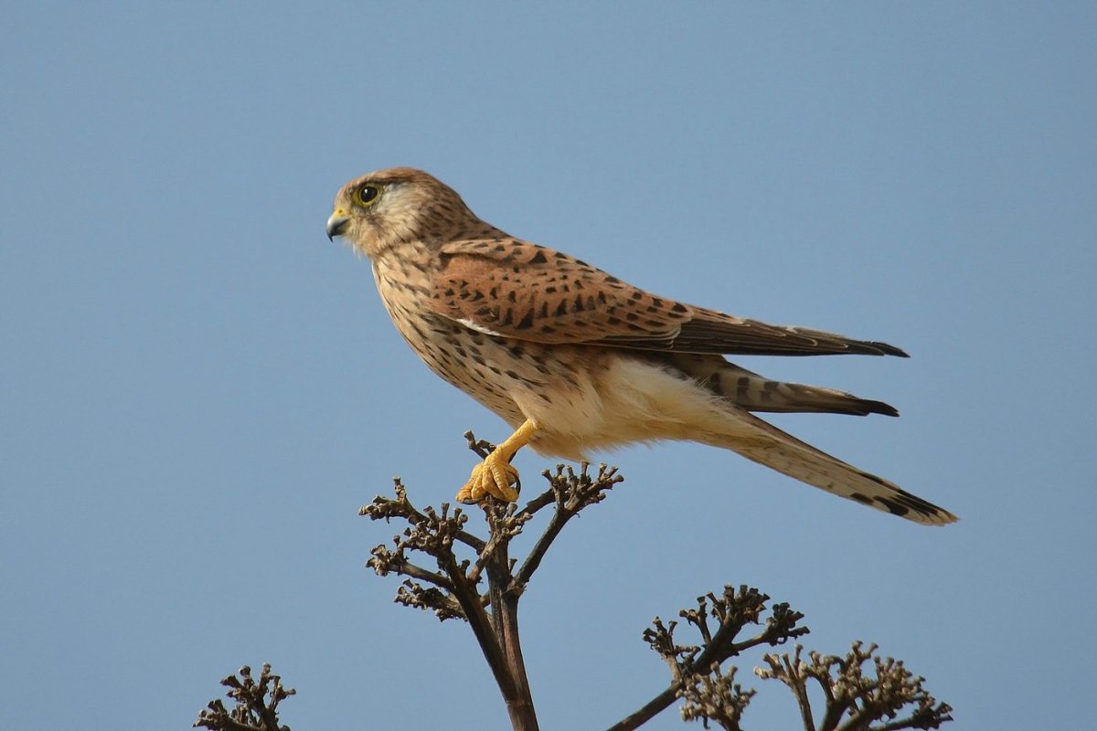 Крымский степной сокол