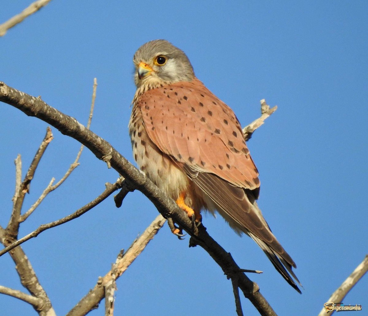 Крымская пустельга Степная
