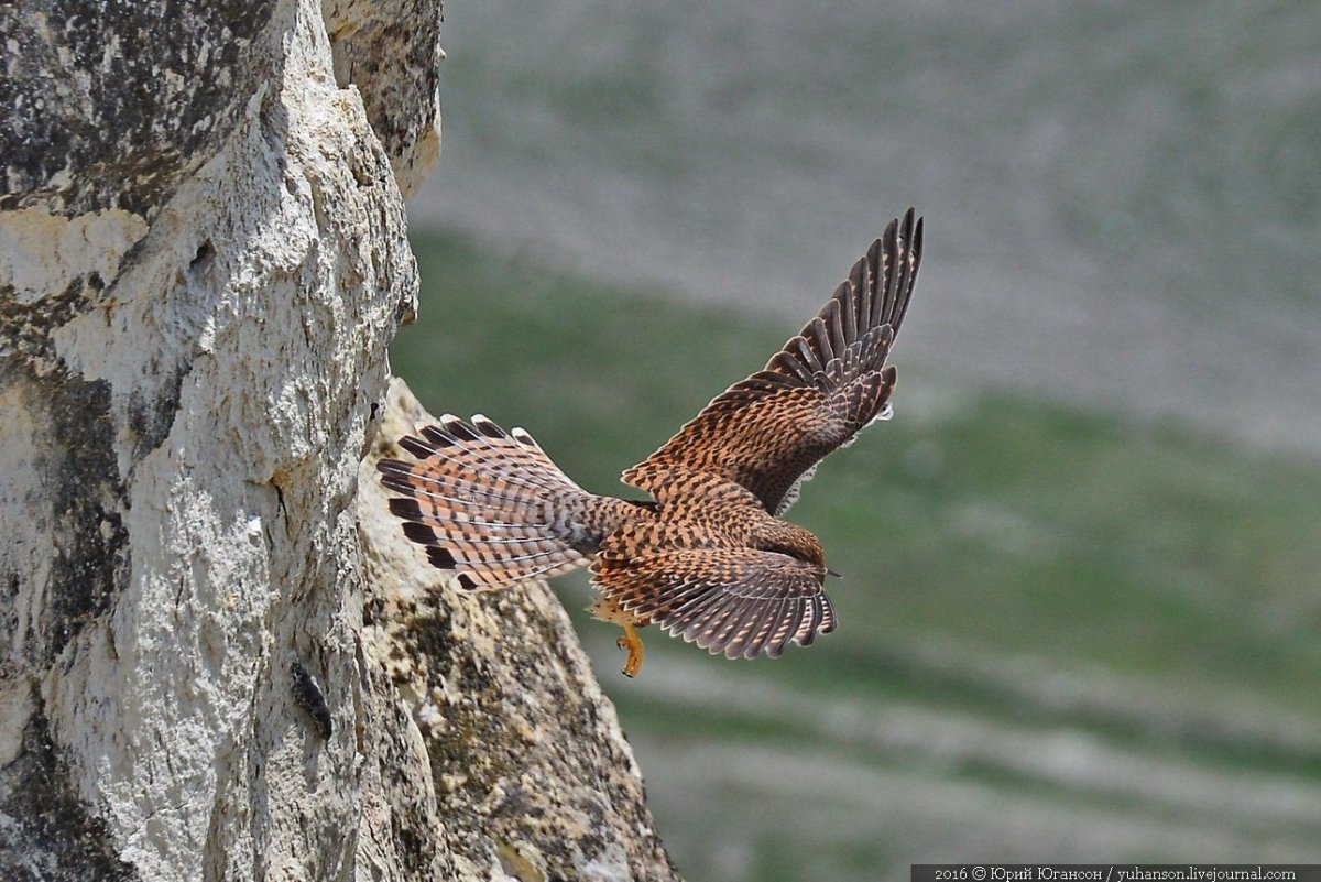 Сокол Крымский