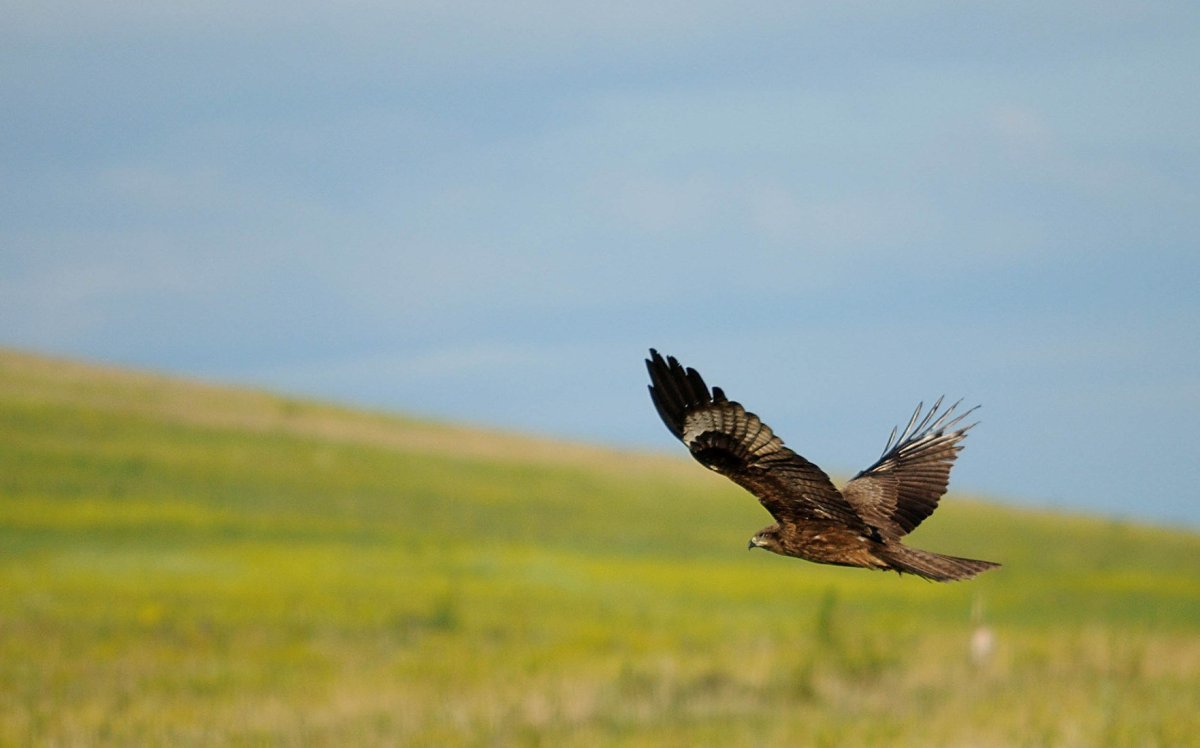 Животные и птицы степи