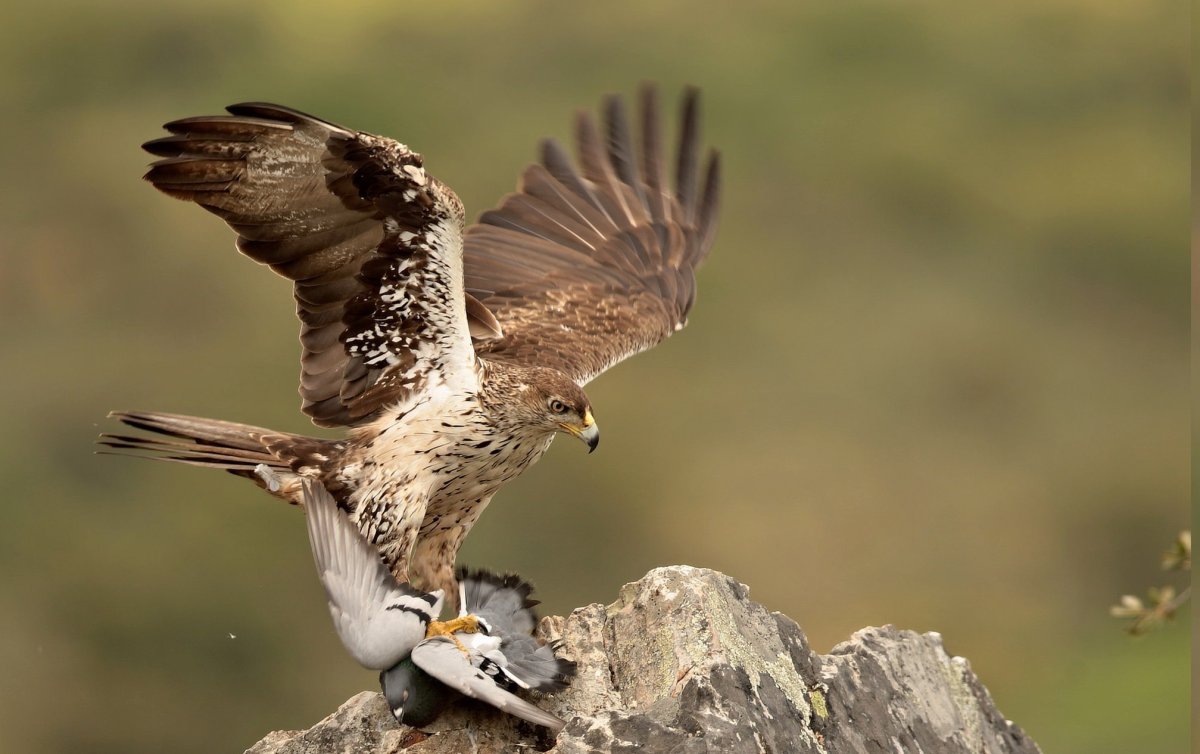 Беркут Халзан