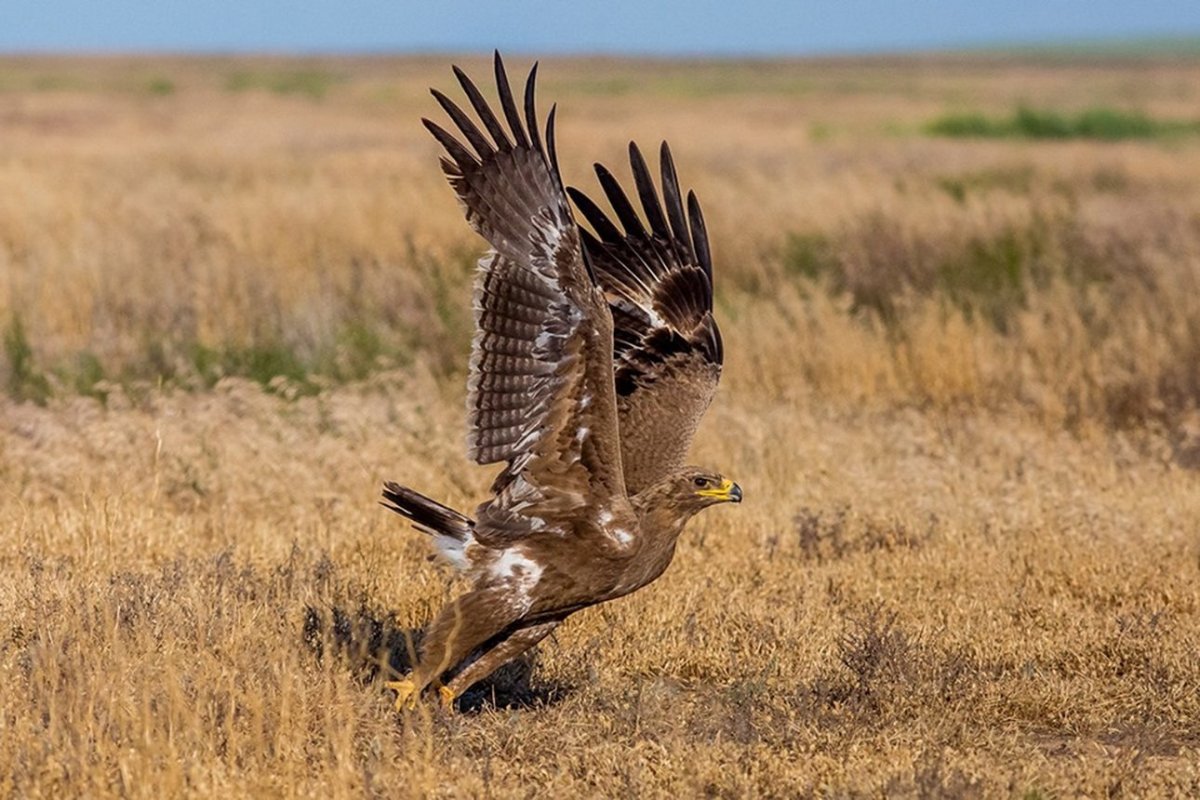 Степной Орел Волгоградской области