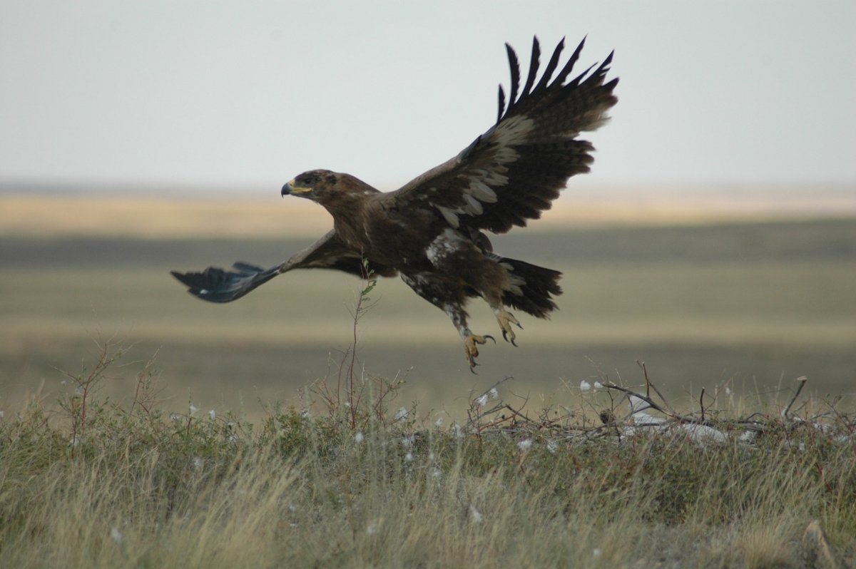 Животные степи Степной Орел