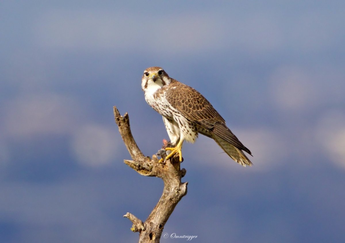 Кречет пустельга