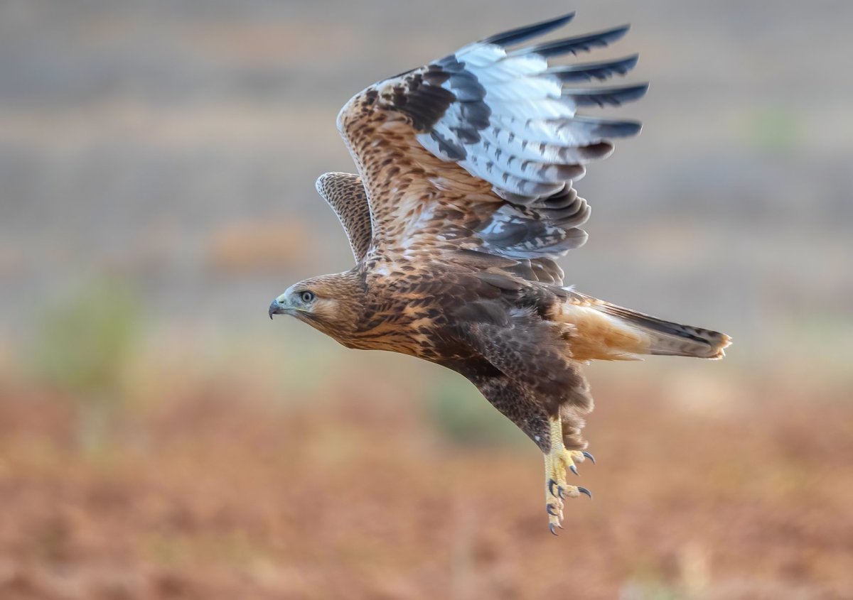 Ястреб курганник