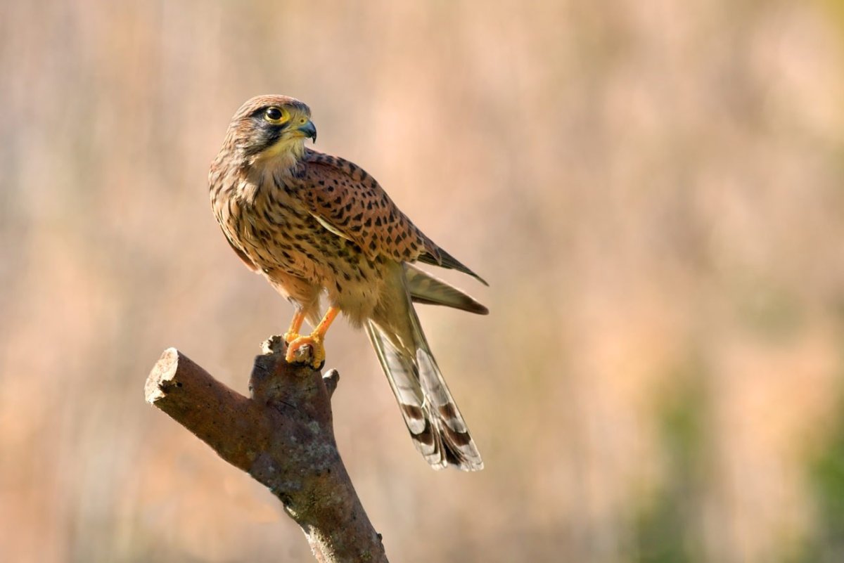 Степная пустельга
