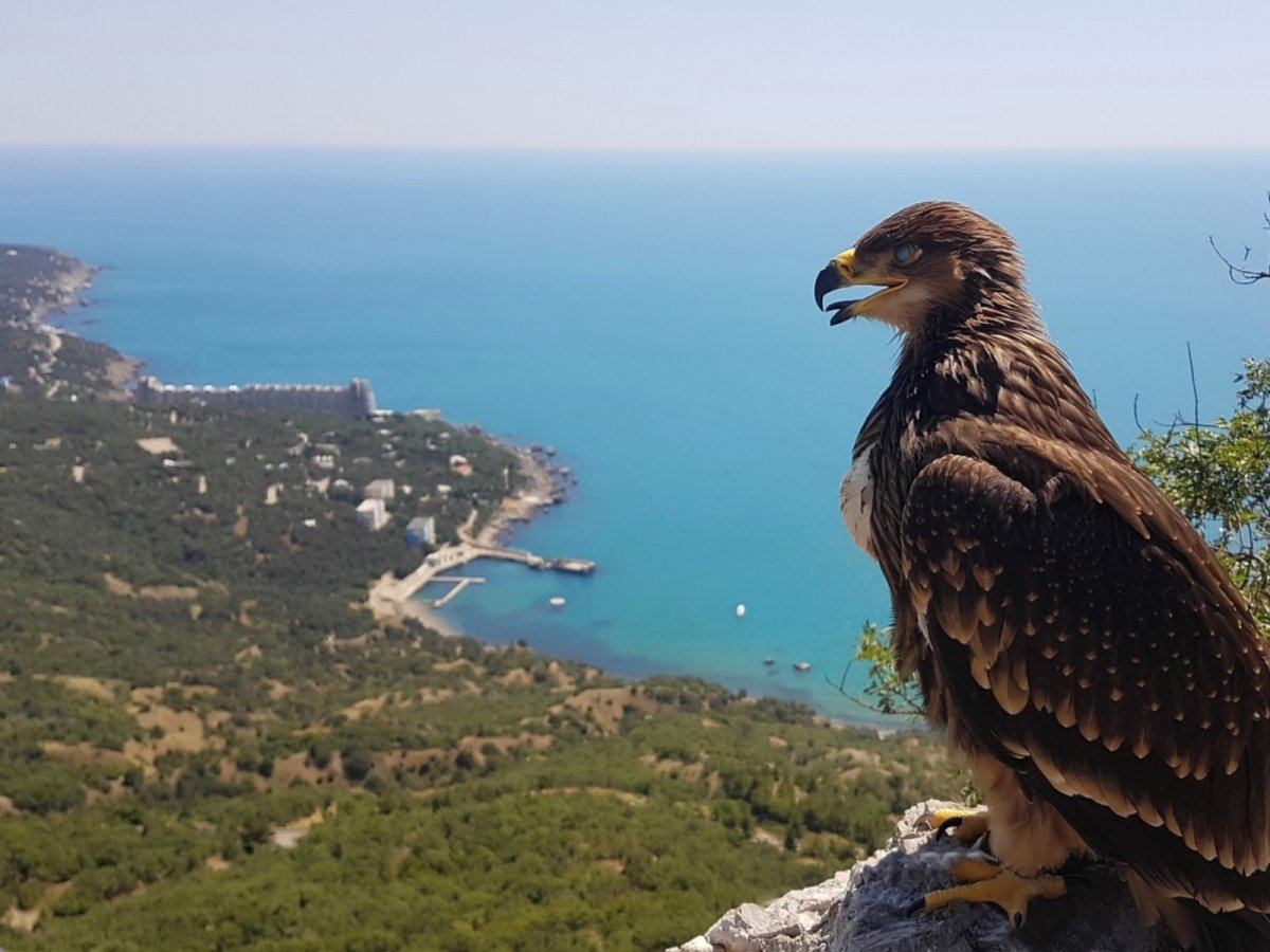 Ялтинский Горно-Лесной природный заповедник фауна
