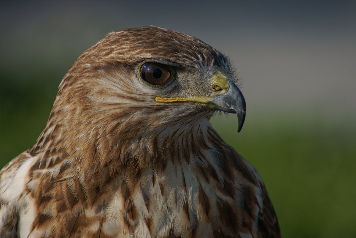 Орел курганник