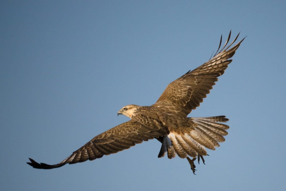 Степной Орел курганник