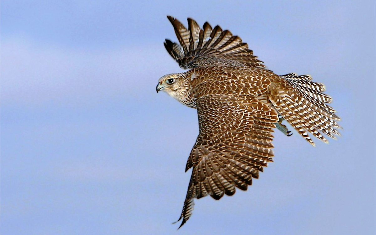 Птица Сокол балобан