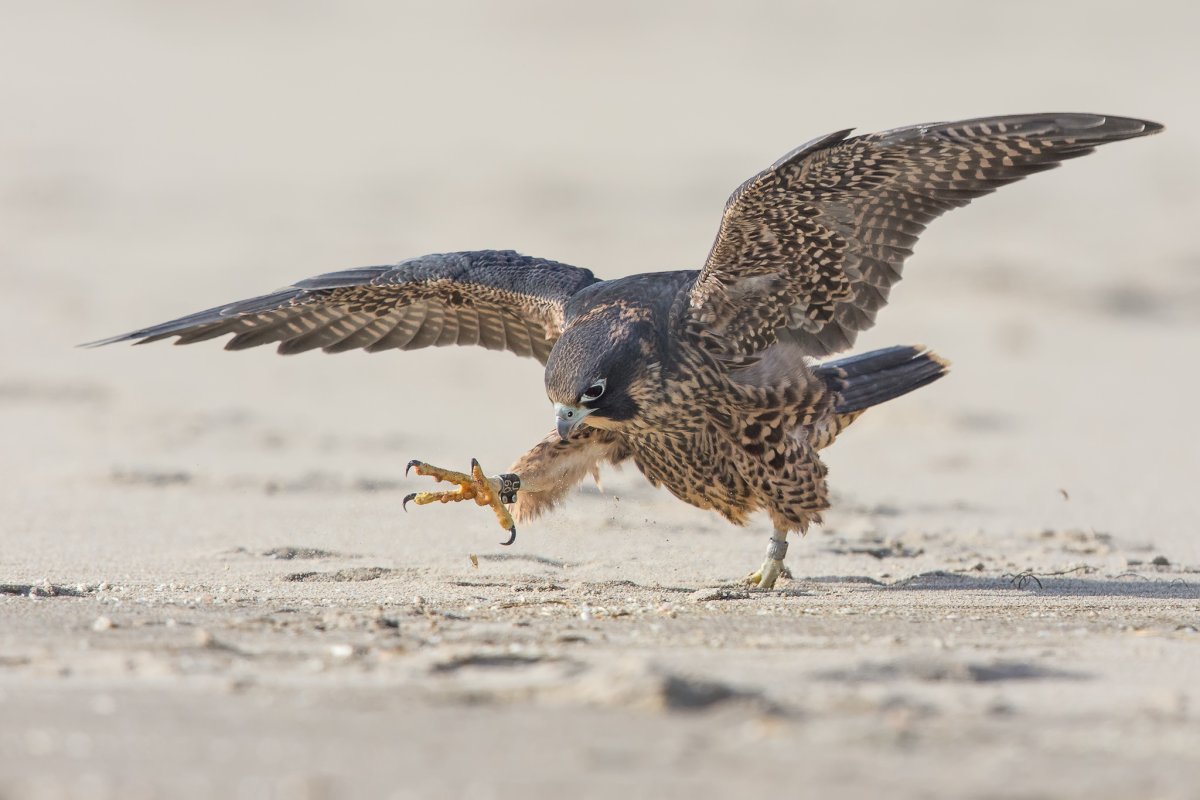 Ястреб чеглок