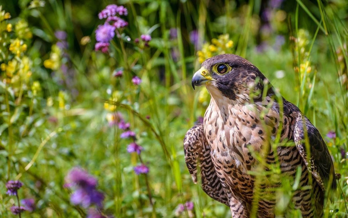 Сокол Сапсан хищник