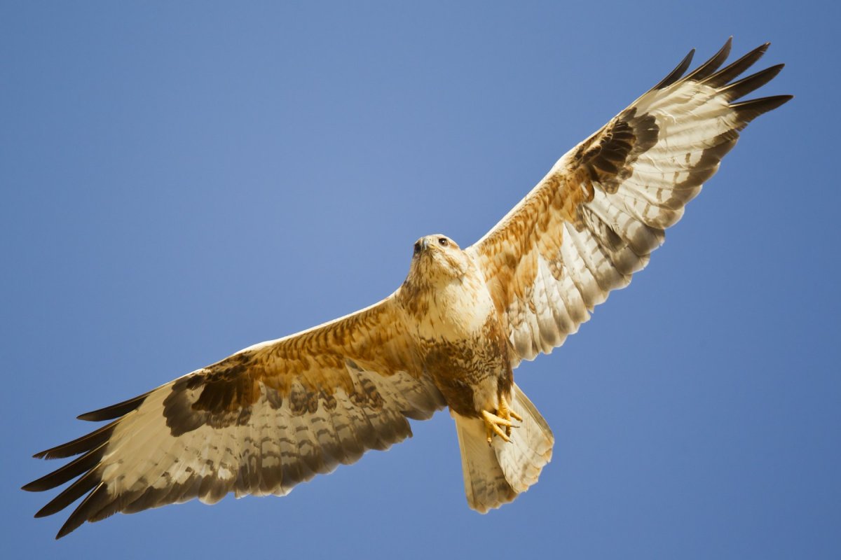 Курганник красная книга