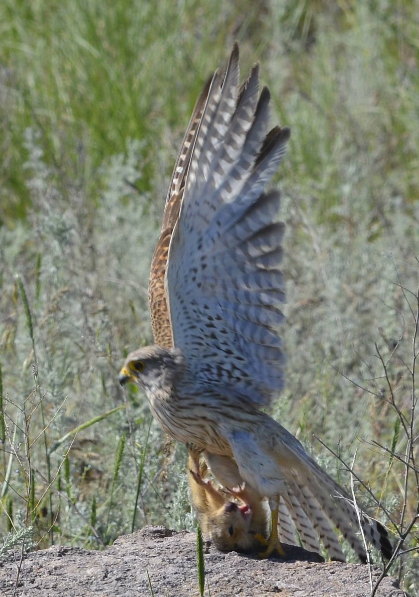 Молуккская пустельга