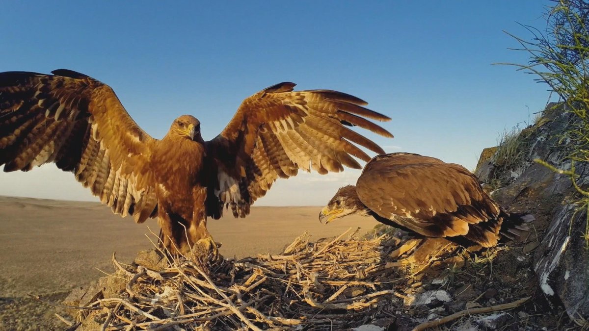 Степной Орел Калмыкия