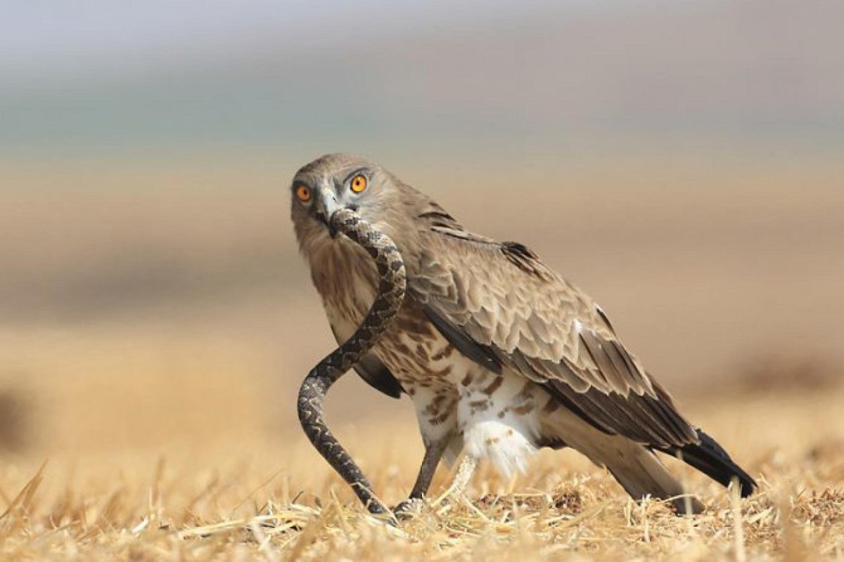 Сокол Змееяд