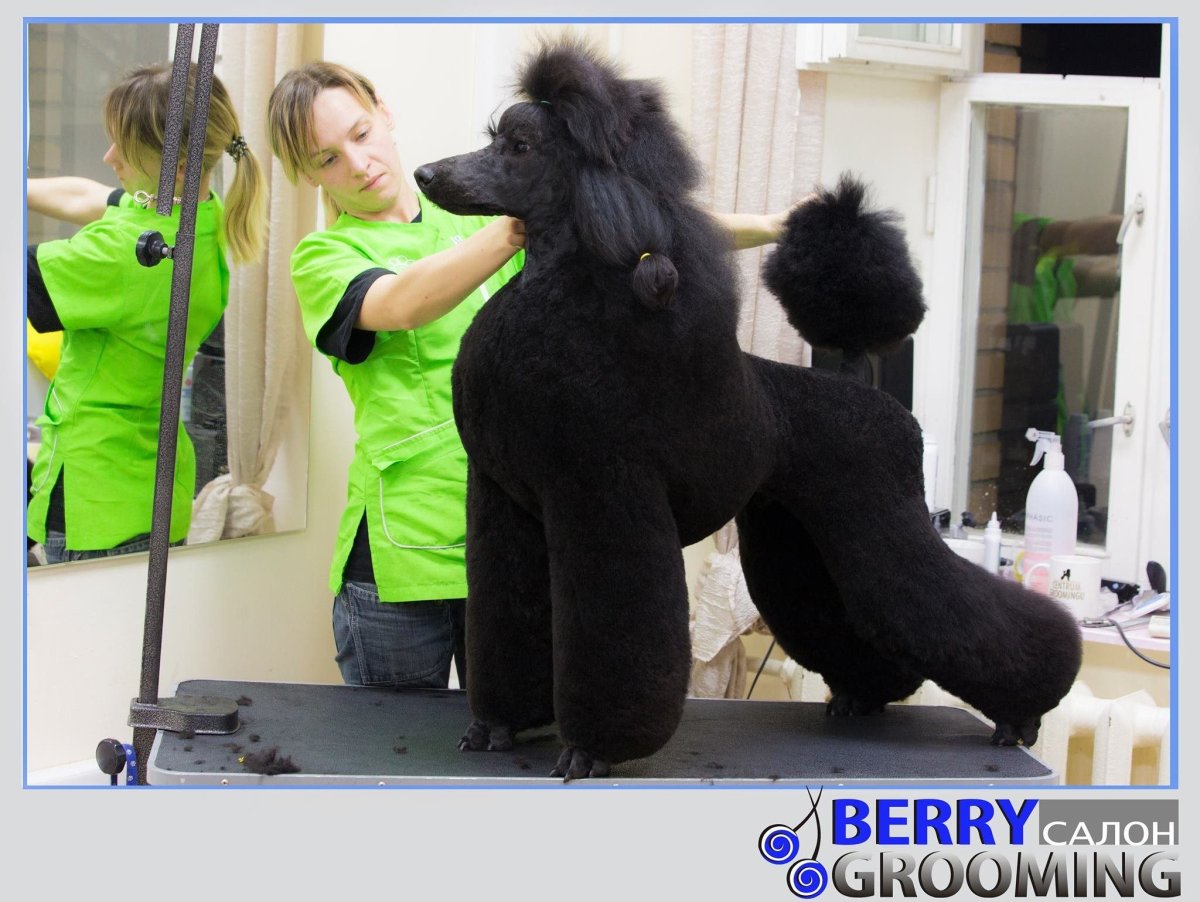 Королевский пудель Скандинавский Лев