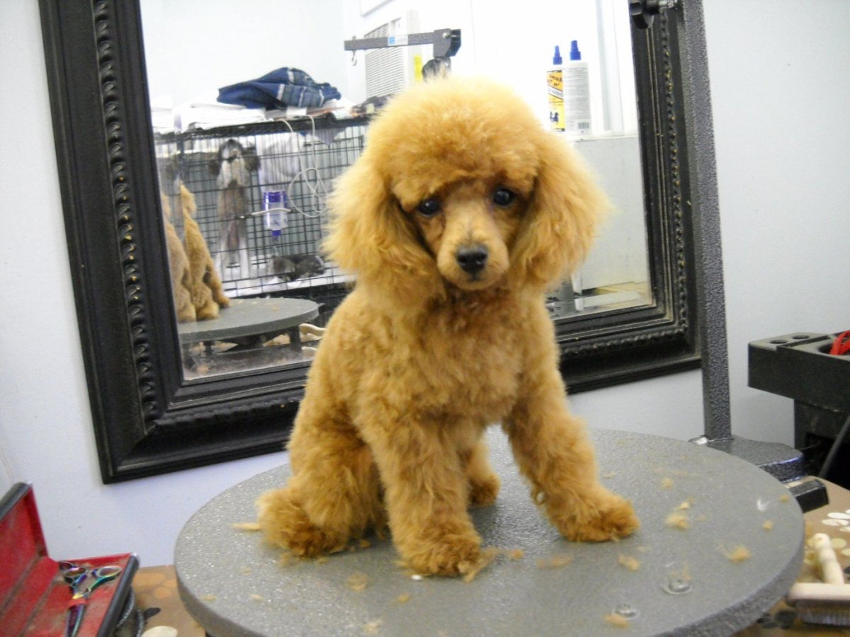 Мини той пудель нестриженный