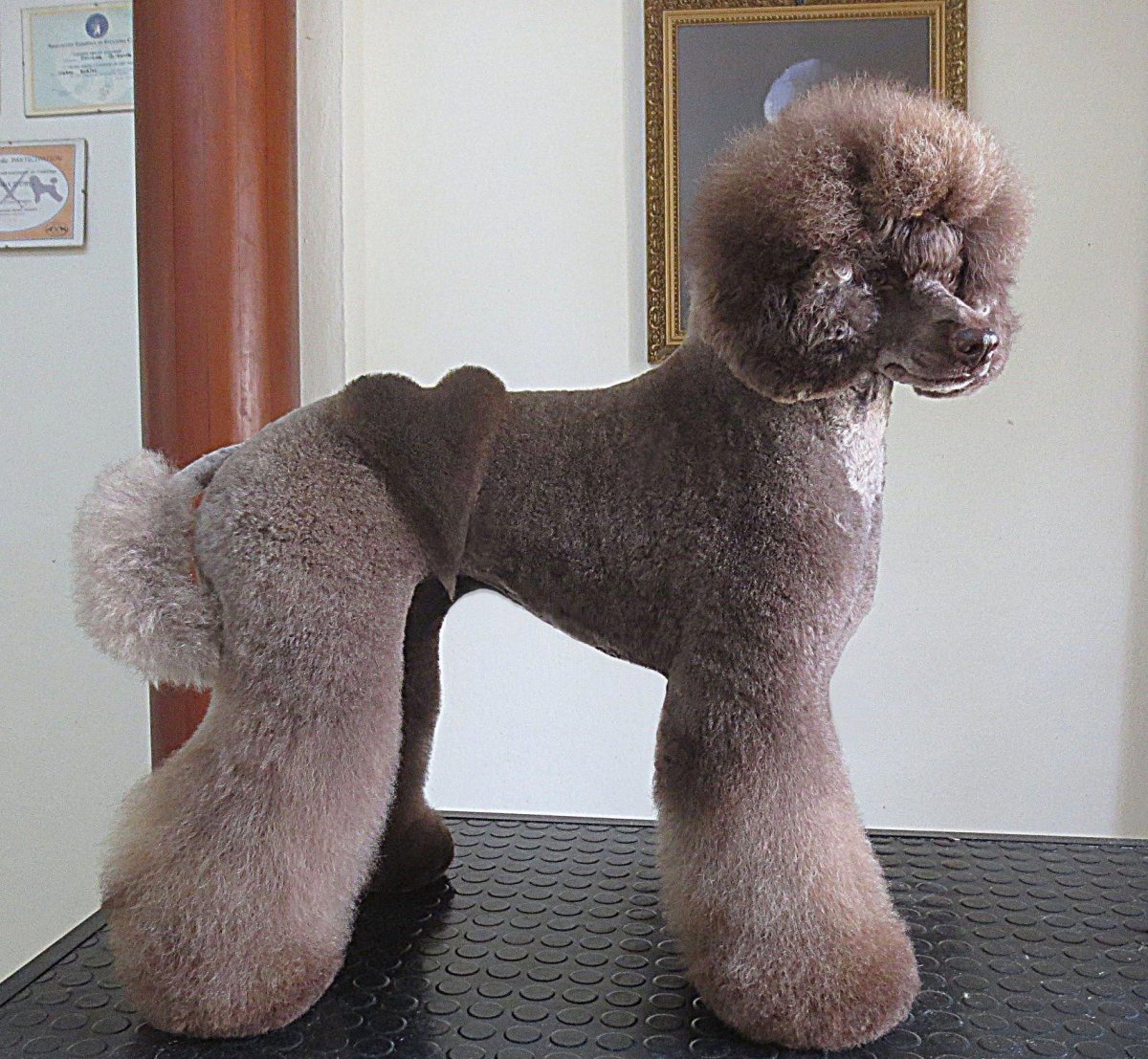 Королевский пудель груминг