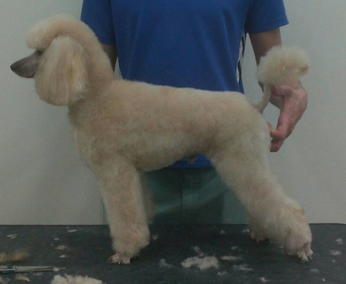 Подстриженный карликовый пудель