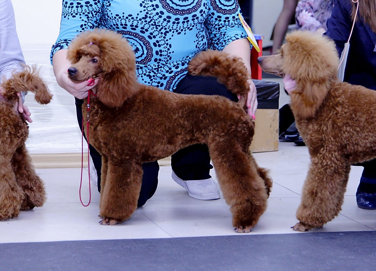 Малый пудель пудель